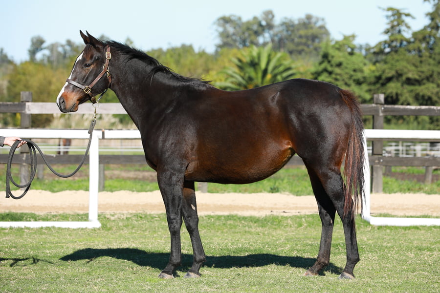 Lote LA VIOLENCE (ARG)