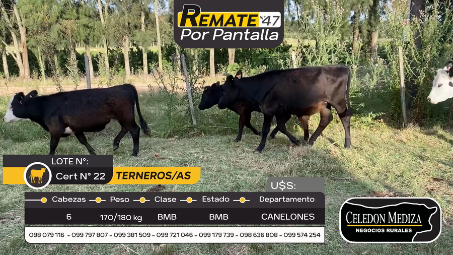 Lote 6 Terneros y Terneras en Otra Localidad, Canelones