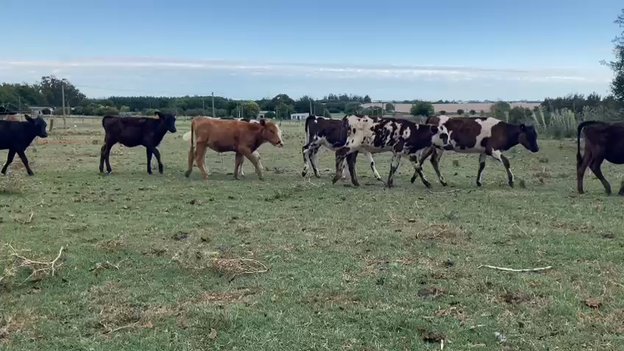 Lote 26 Terneros Normando con Agnsu y Cruza