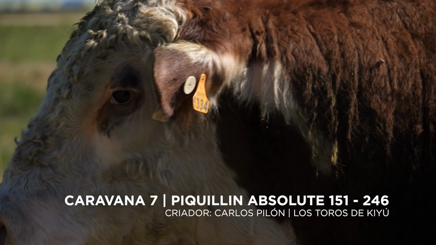 Lote PIQUILLIN ABSOLUTE 151 - 246