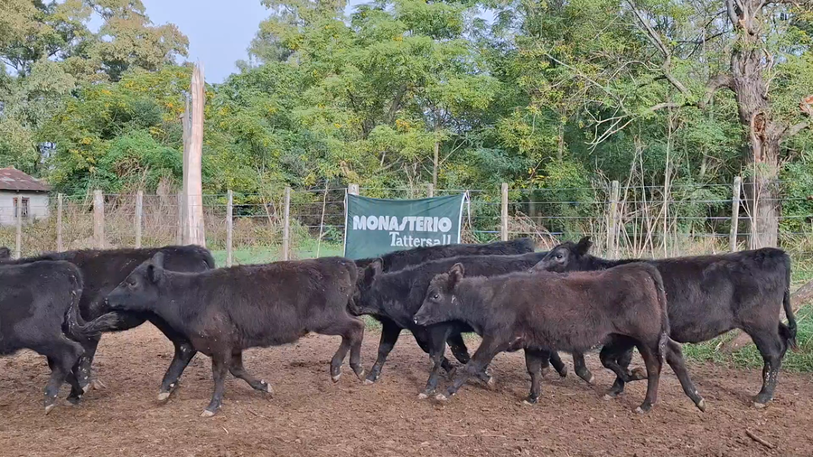 Lote 85 Terneras en Suipacha