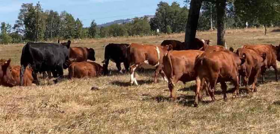 Lote 30 Novillo Engorda en Los Lagos, XIV Región Los Ríos