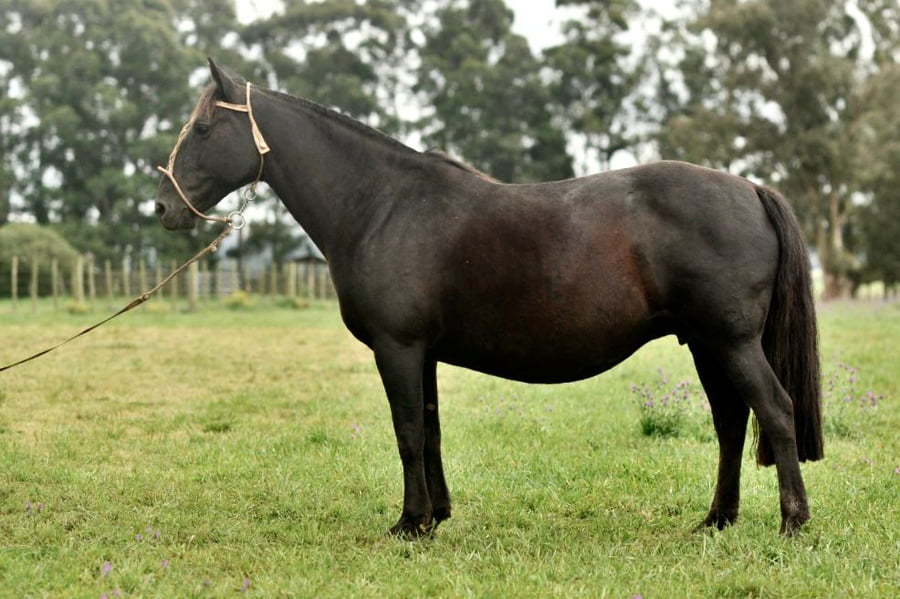 Lote Cañada Brasilera (RP 216) Cabaña "La Cañada"