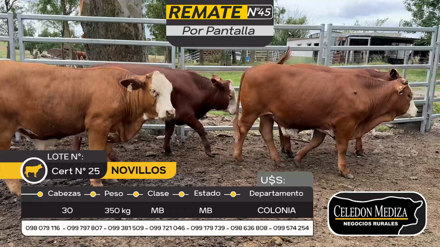 Lote 30 Novillos en Tarariras, Colonia