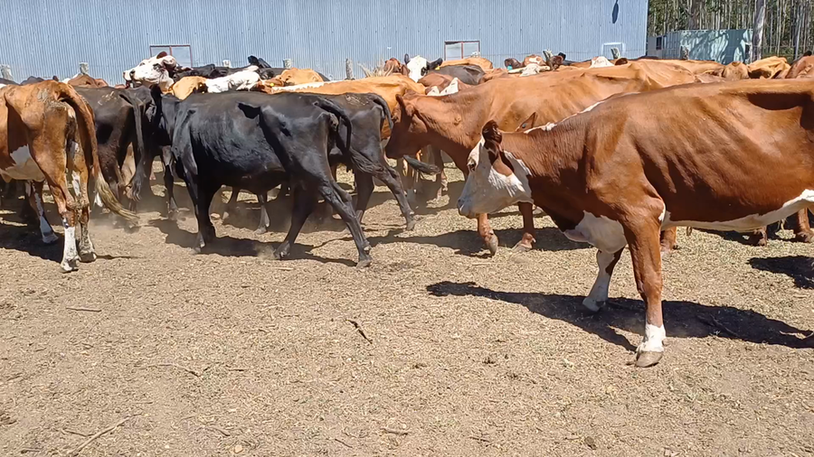 Lote 61 Vacas de invernar en San José, Entre Ríos