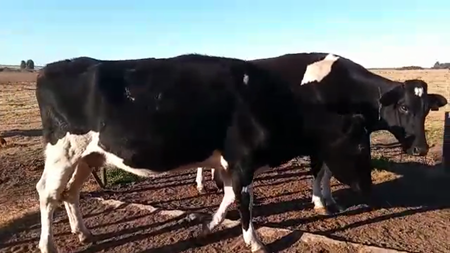 Lote 2 Vacas de Invernada HOLANDO a remate en PANTALLA CAMY 550kg - , San José