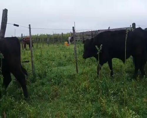 Lote 12 Terneros de invernada