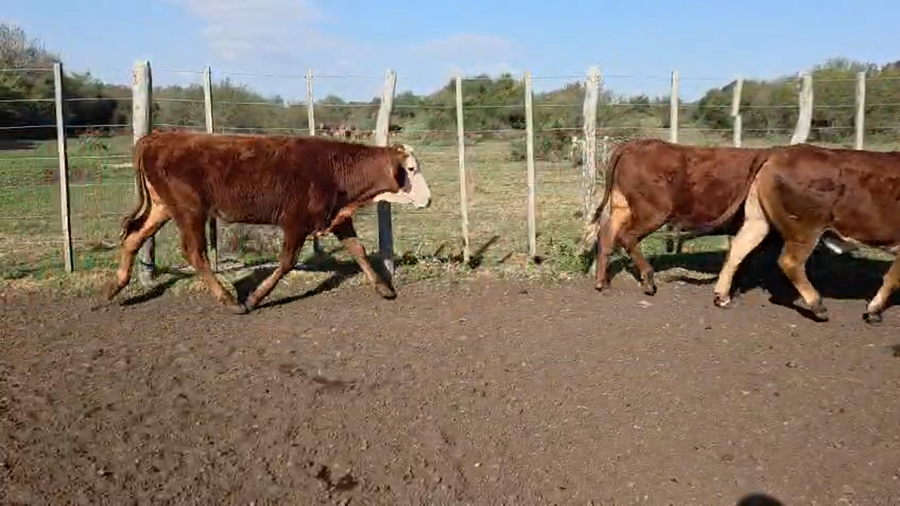 Lote 195 Novillitos en Corrientes, Mercedes