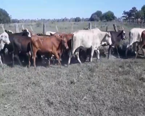 Lote 75 Terneros/as en Clorinda, Formosa