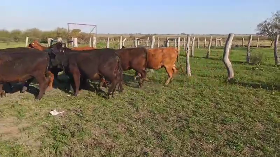 Lote 47 Vaquillonas en San Salvador, Entre Ríos