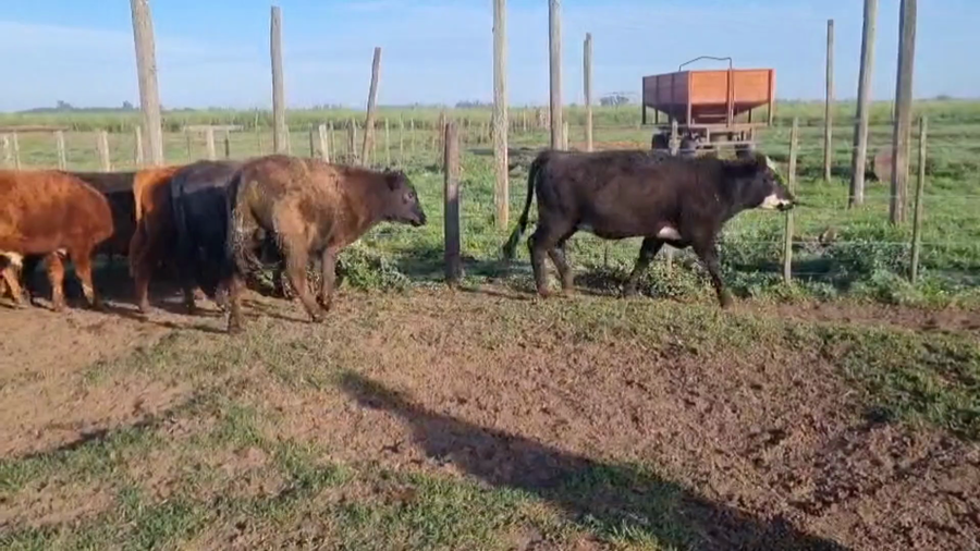 Lote 31 Terneros/as
