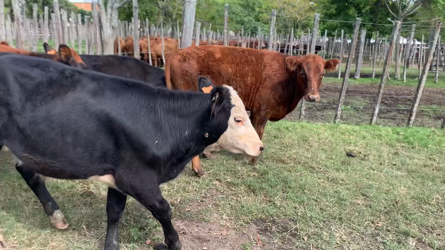 Lote 11 Novillos 1 a 2 años