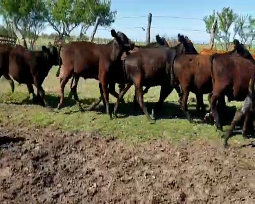 Lote 50 Terneros/as en Villaguay, Entre Ríos