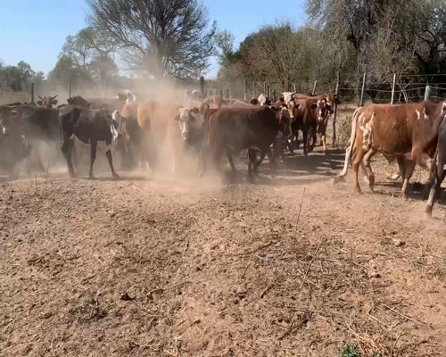Lote 47 Novillitos en Juan José Castelli, Chaco