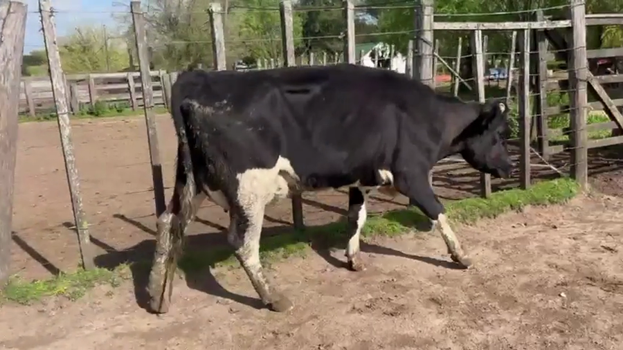 Lote Vaquillonas  a remate en Pantalla Camy 450kg - , San José