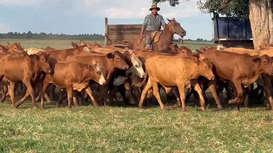 Lote 326 Novillitos en Virasoro, Corrientes