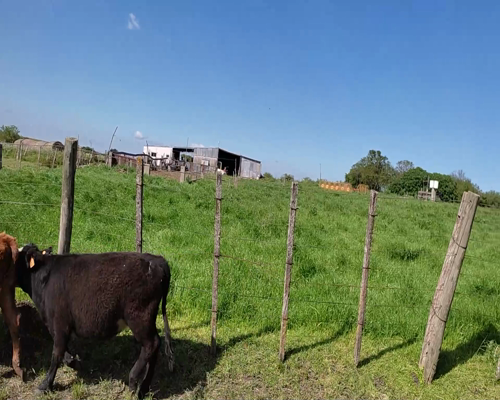 Lote (Vendido)8 Terneras 3 AA,  2 NO X RA,  1 RA,  1 NO Y 1 AA X HE a remate en #11 Remate de Pantalla 156kg - , Colonia