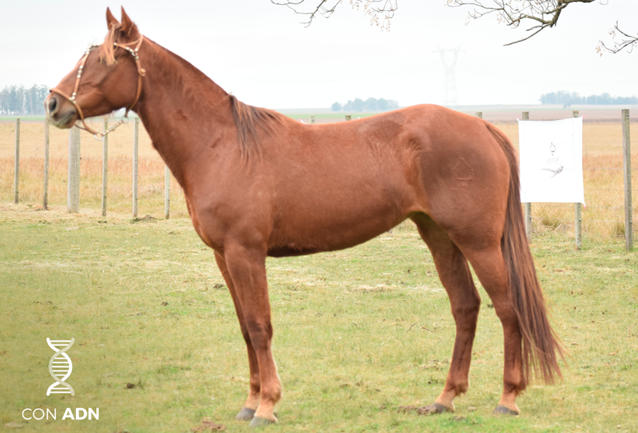 Lote INDIANA SAN TELMO