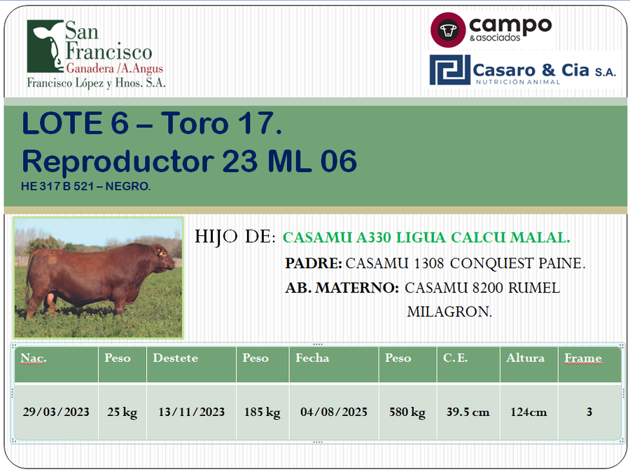 Lote TOROS ANGUS PC. San Francisco