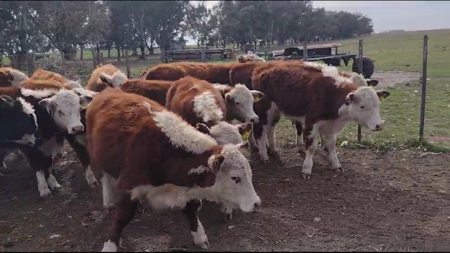 Lote 50 Terneros en Coronel Dorrego, Buenos Aires