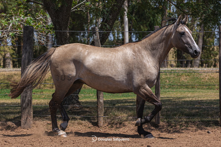 Lote OBRA PRIMA DE LA COLINA