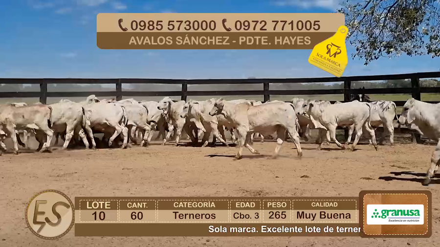 Lote Lote 10