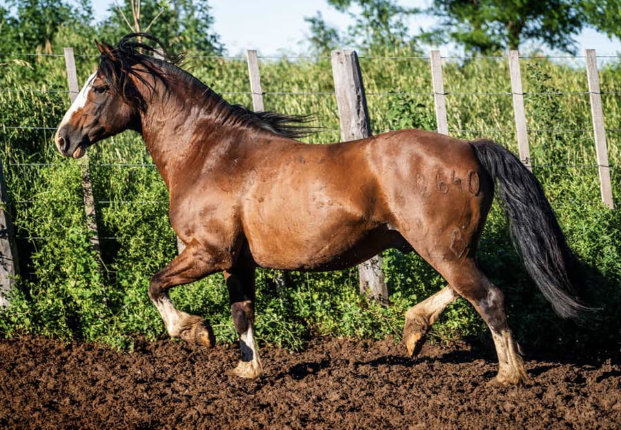 Lote DEL OESTE TRAMPOSO