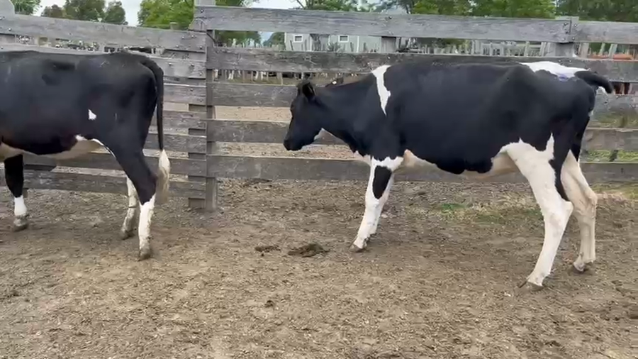 Lote 2 Vaquillonas  a remate en Pantalla Camy 500kg - , San José