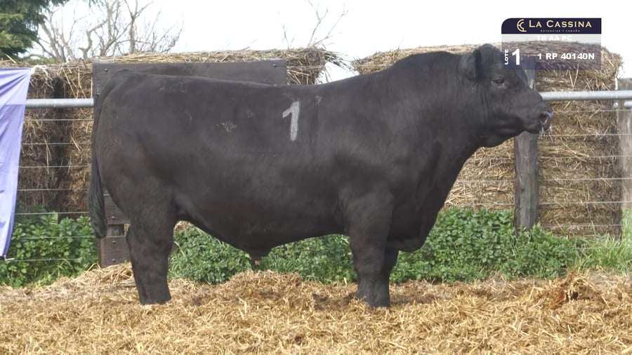 Lote TOROS ANGUS PURO CONTROLADO