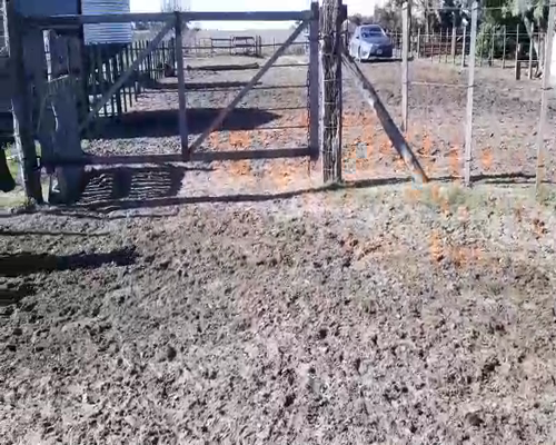 Lote 23 Terneros/as en Daireaux, Buenos Aires