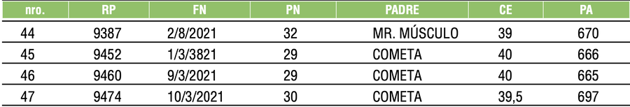 Lote TOROS ANGUS NEGROS PC