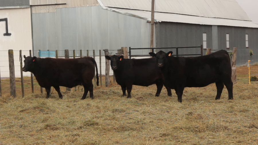 Lote VAQUILLONA P.C. - LA BELLACA