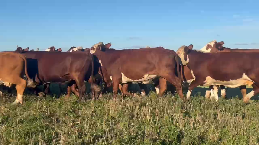 Lote 30 Vacas de invernar en Corrientes, Bella Vista