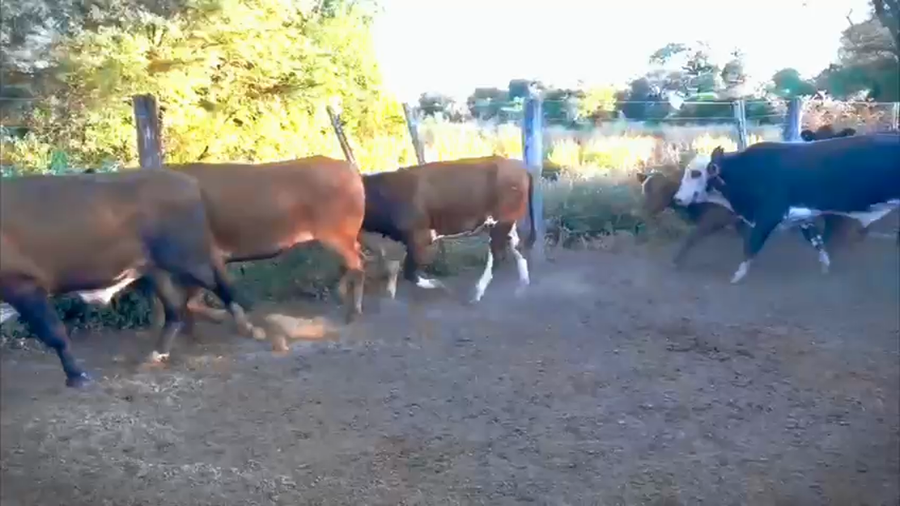 Lote 42 Novillos y Novillitos