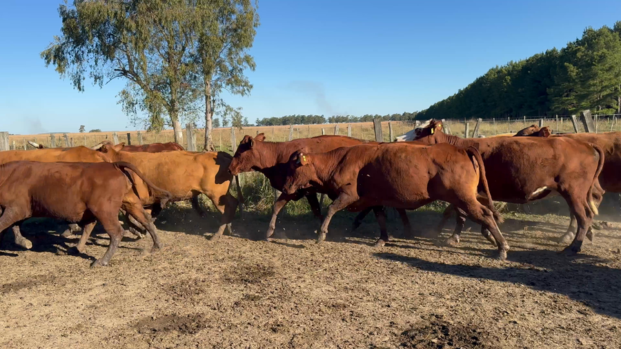 Lote 50 Vacas usadas preñadas en Corrientes, Paso de Los Libres