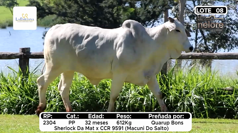 Lote Nacional Nelore Campo - Lote 8