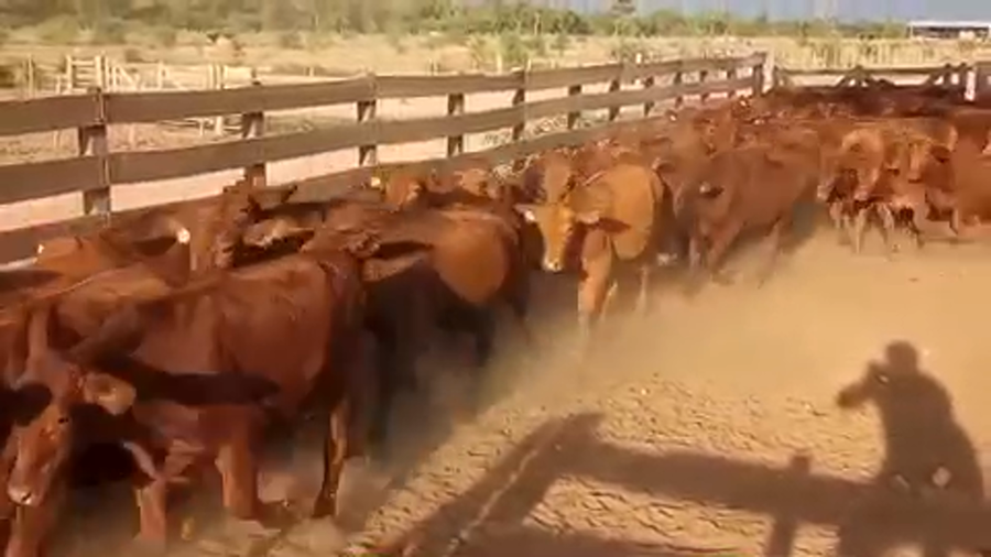 Lote 85 Novillitos en J.J. Castelli, Chaco