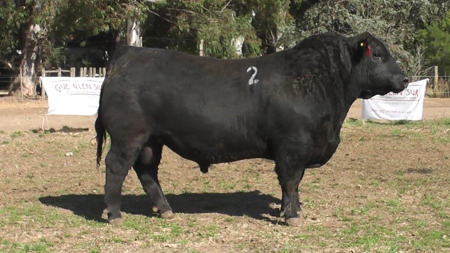 Lote TOROS PUROS DE PEDIGREE