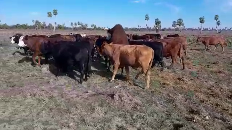 Lote 52 Novillos en Goya, Corrientes