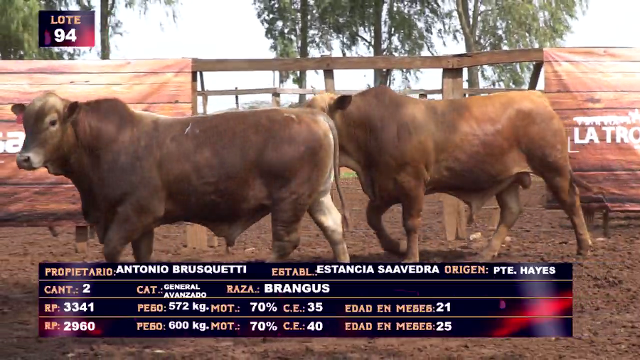 Lote ANTONIO BRUSQUETTI - LOTE 94 - EN VIVO