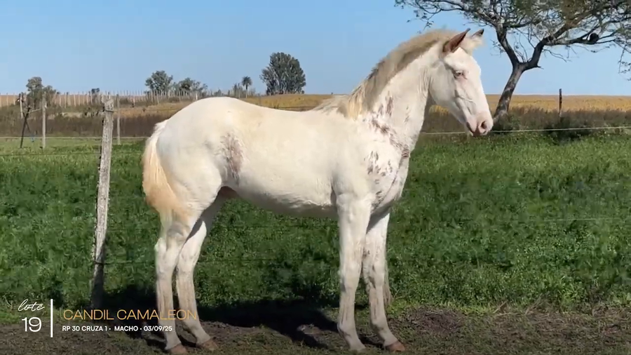 Lote CANDIL CAMALEON