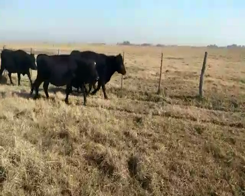 Lote 9 Vacas usadas preñadas en Cañuelas, Buenos Aires