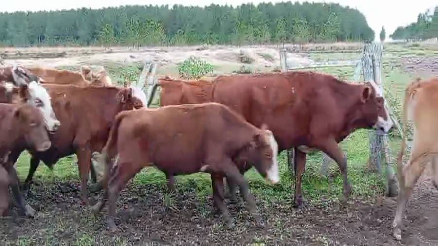 Lote 150 Terneros en Corrientes, Virasoro