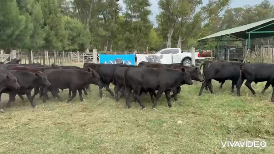 Lote 100 Terneros