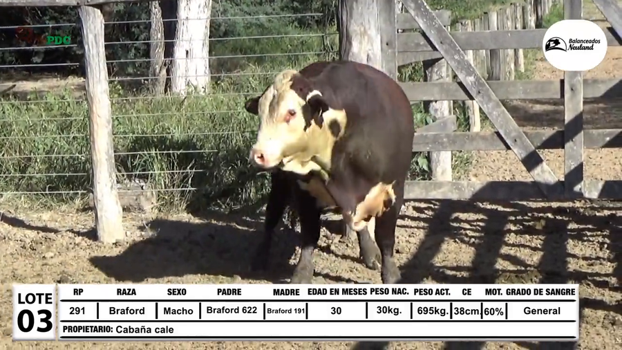 Lote Toros Braford a remate en Sábado 5 de Julio - Gran Remate de Reproductores PDC, Loma Plata