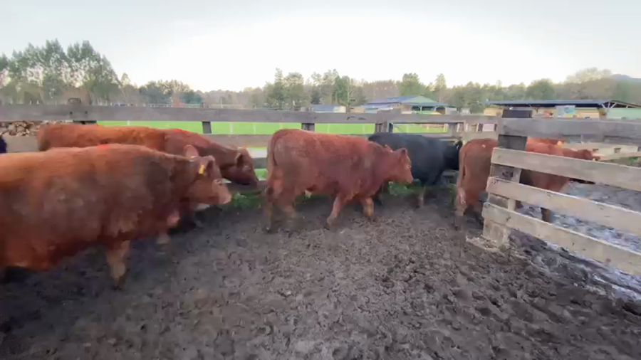 Lote 45 Novillo Engorda en Los Lagos, XIV Región Los Ríos