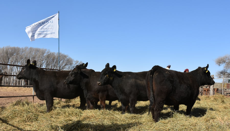 Lote VAQUILLONAS PC CON GARANTÍA DE PREÑEZ (Corral 2)