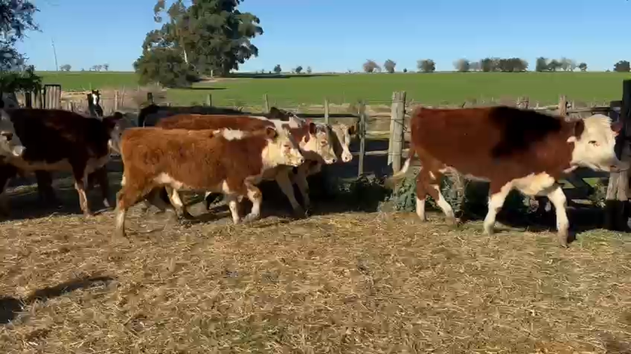 Lote NOVILLOS 1 A 2 AÑOS