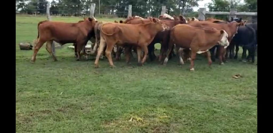 Lote 21 Novillitos en Villaguay, Entre Ríos