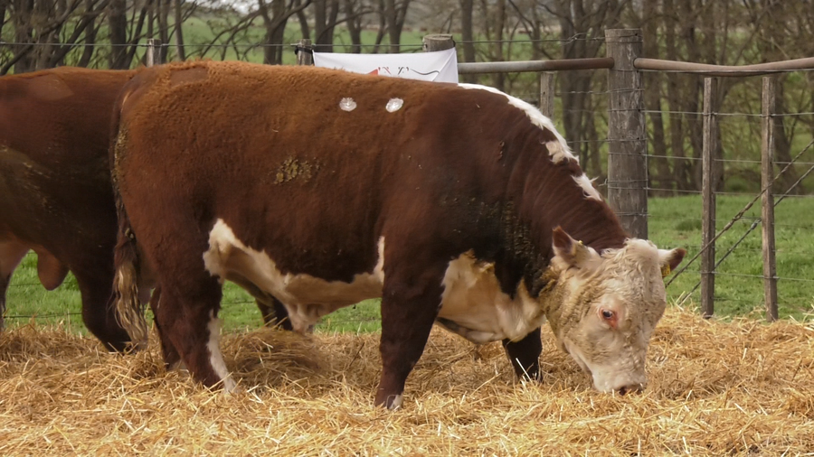 Lote TOROS PUROS REGISTRDOS